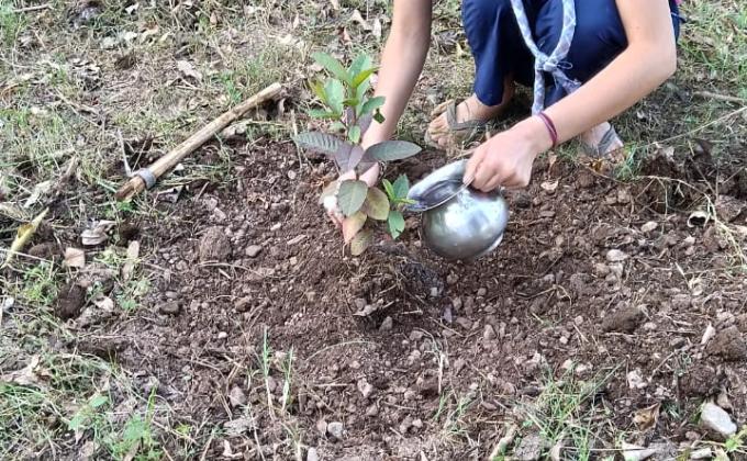 GROW ORGANIC