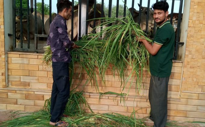 गायों को चारा खिलाया गया