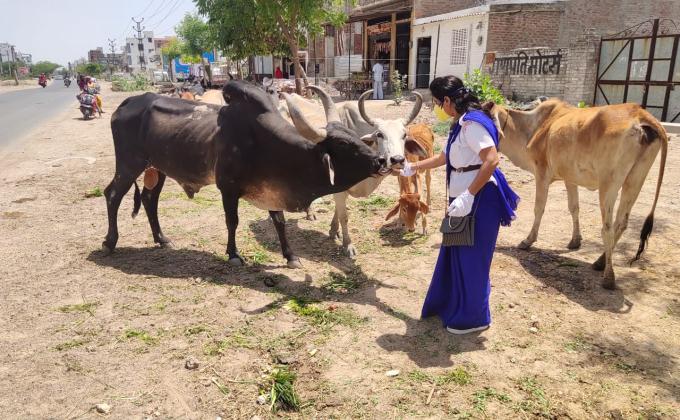 लॉक डाउन के चलते पशु पक्षियों को चारा पानी डालते हुए स्काउट गाइड केप्टन जयलता माधव