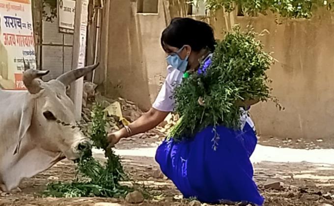 बेज़ुबान जानवरो को प्रतिदिन चारा डालकर सेवा कार्य करती यूनिट लीडर सुमन चारण