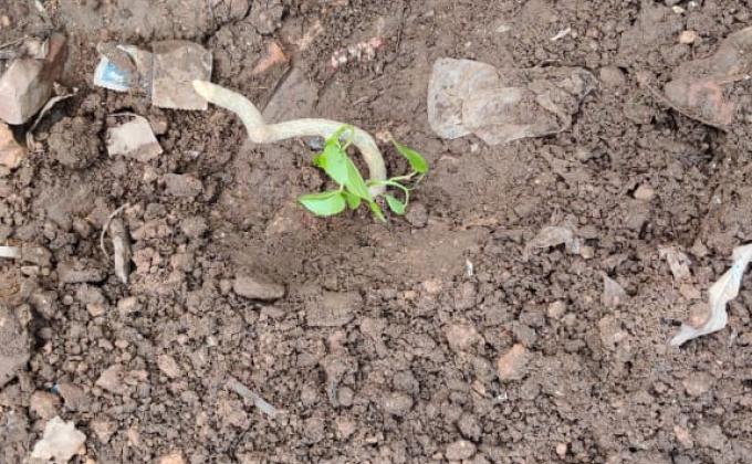 aayur vaid giloye plantation