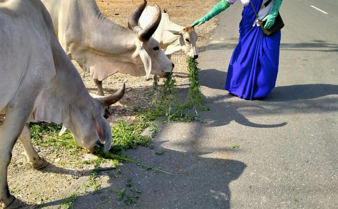 गायो को चारा देते हुए यूनिट लीडर सुमन चारण
