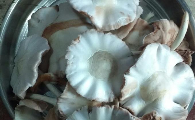 AtmanirvarBharatTrainingResult
After learning and cultivating mushroom finally result came 