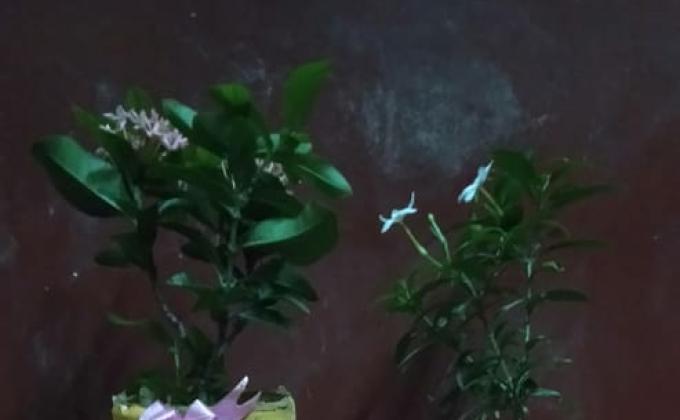 I made a flower tub.