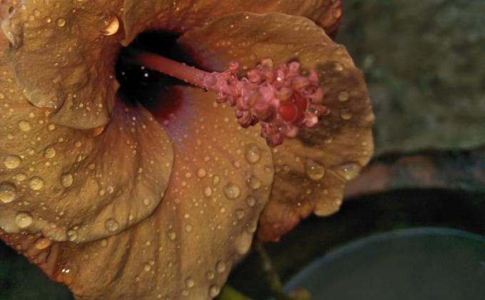 yoga with BSG-SHASANKASAAN 