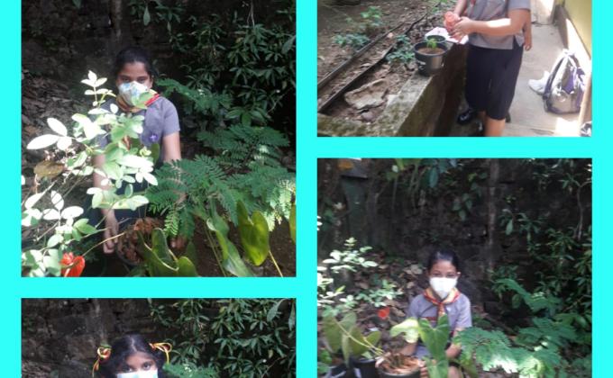 B. P. Day celebration 2021 - Tree planting programme 