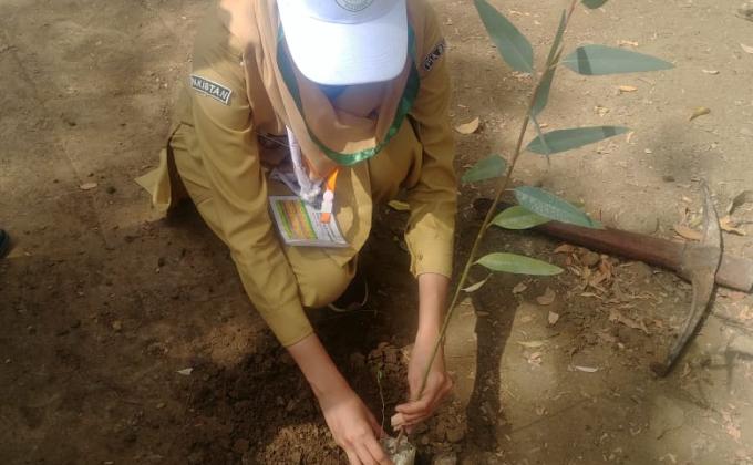 Tree Plantation