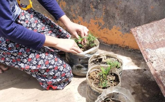 Plantation during lickdown