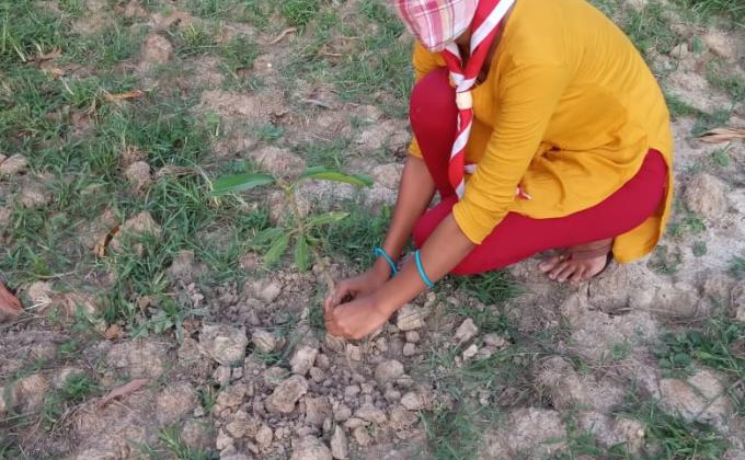 PLANTATION