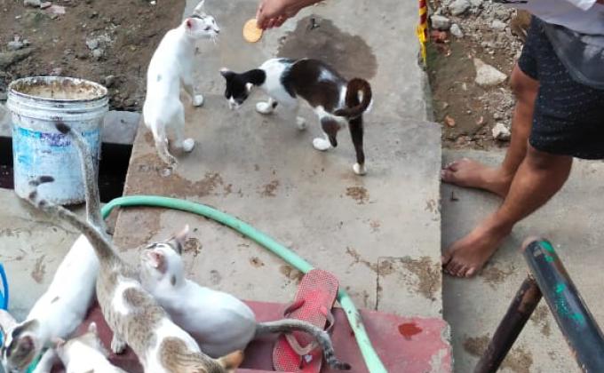 giving dry food to animals