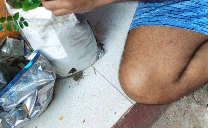 Plantation during lockdown