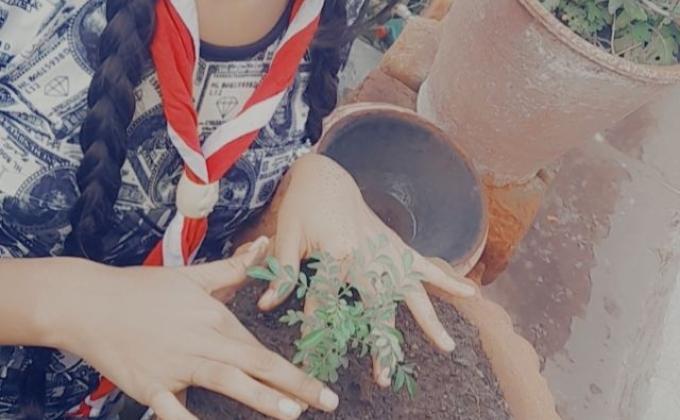 Lockdown  gardening at home