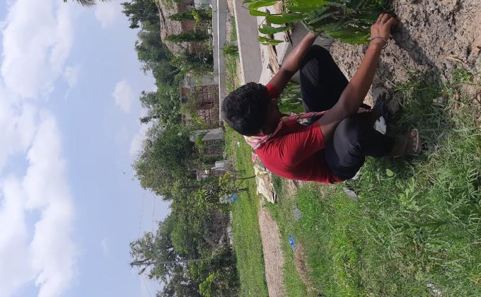 PLANTATION IN MY GARDEN