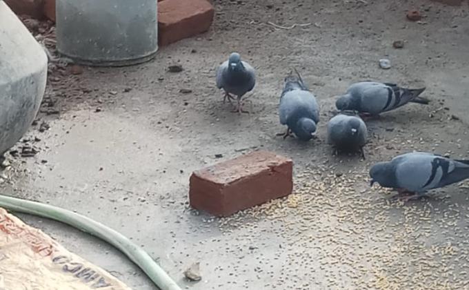 sankalp 2.0,Activity friends to birds and animals##bsgsankalp Monalisa Das 