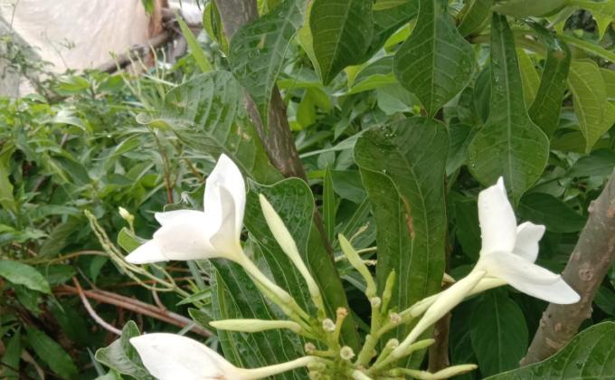 sankalp 2.0,activity 12,my choice my hobby, photography skills ##bsgsankalp Monalisa Das 