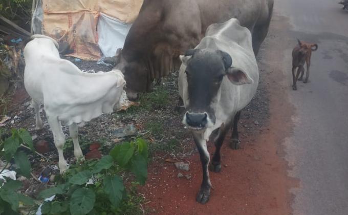 ##zerohunger##feedtheneed##climateaction##lifeonland, Monalisa Das Ranger leader Osbsg 