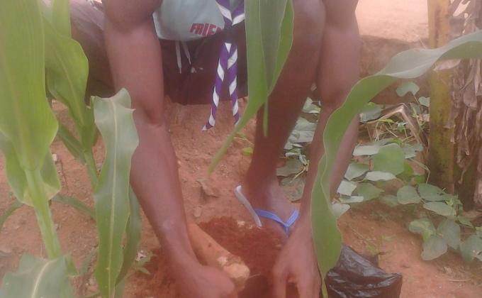 Travaux de recheches d'engrais bio et culture de plantes fruitières, nutritives et médicinales #MoP Togo