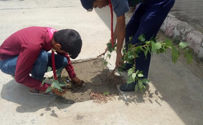Tree Plantation