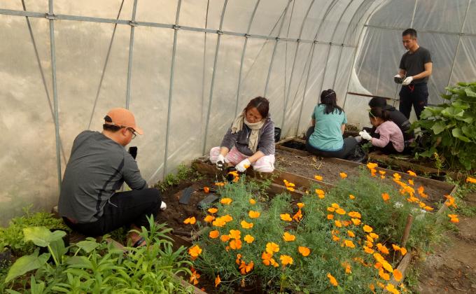 Flower plantation