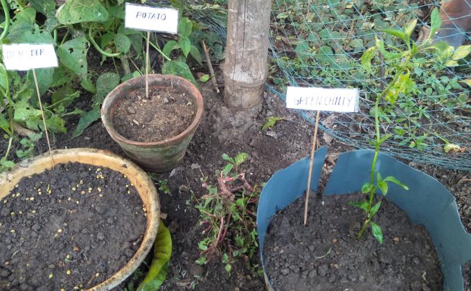 Making kitchen garden