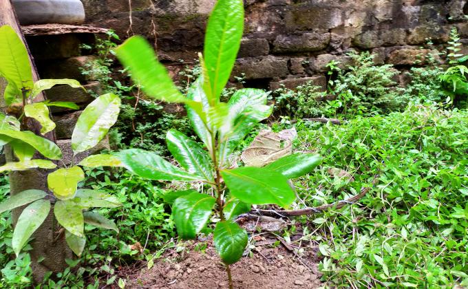 আন্তর্জাতিক শান্তি দিবস ২০২০ উপলক্ষে বৃক্ষ রোপণ কর্মসূচি।