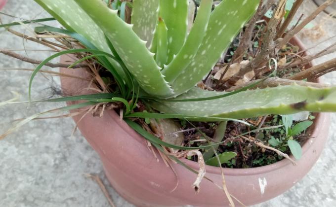 "প্লাস্টিক টাইড টার্নার চেলেঞ্জ ব্যাজ"-পারম্ভারিক পর্যায়,ধাপ-০২>কারুকাজ।