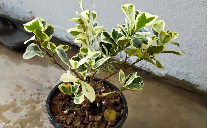 รดน้ำต้นไม้