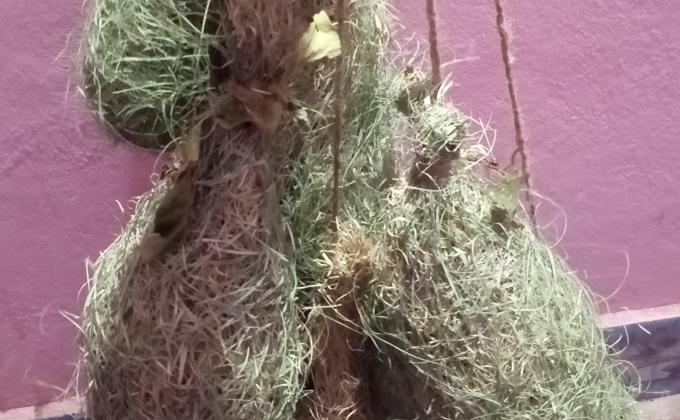 Preparing nests for Birds