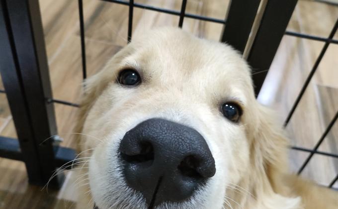 ดูแลหมา