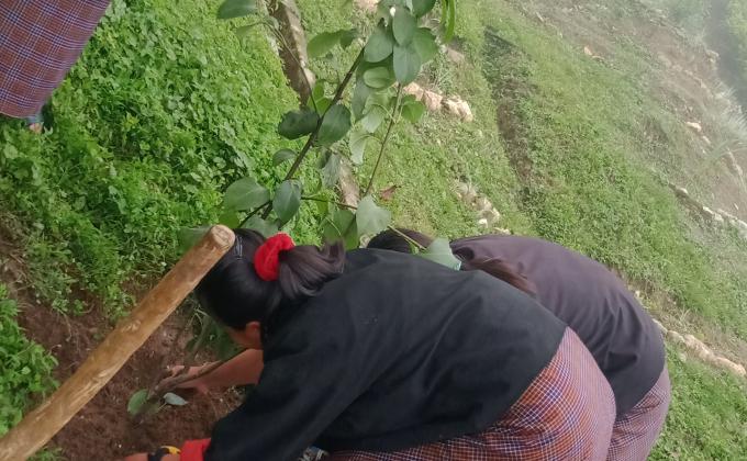 My  Contribution to Nature 