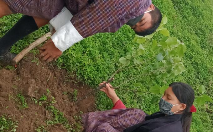 Nagor scouts plants 2256 Fruit plants