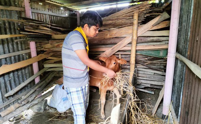 collect foods for sick cow 