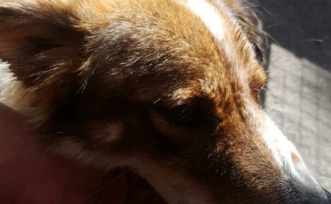 Visit To PAWS