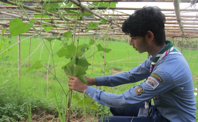 সবজি গাছের পরিচর্যা
