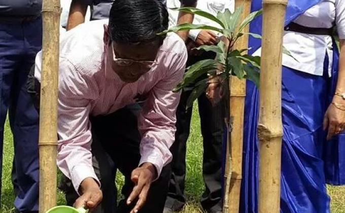 TREE PALANTATION 