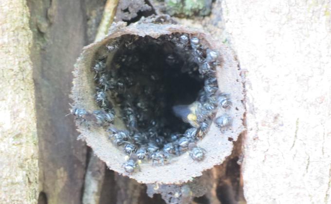 Increasing the population of native bees in our community