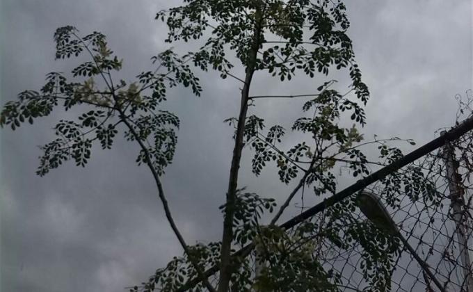 "LA MORINGA" reproducción y distribución.-