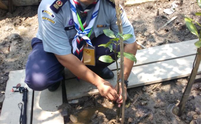 Festival pengakap penghujung benua Asia peringkat keb 2015 lawatan dan tanam pokok bakau