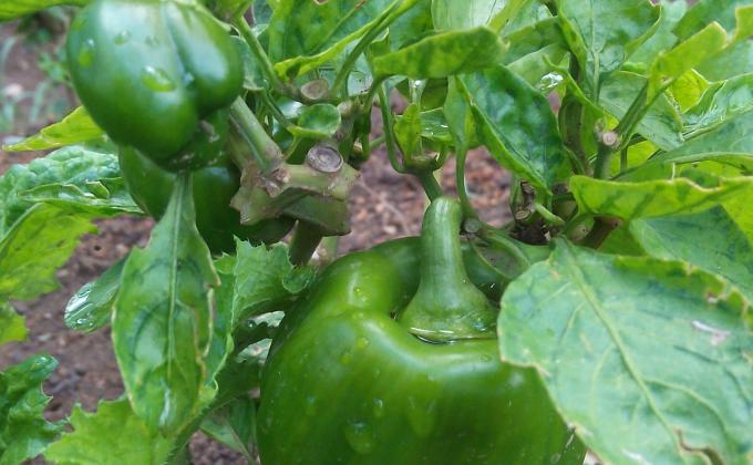 Food for life - Morogoro 