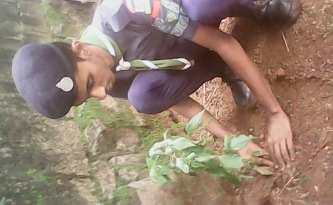 preservation of greenery