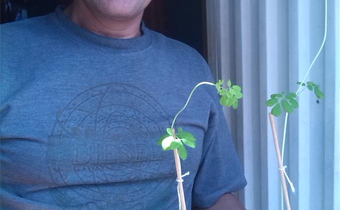LA MORINGA. "ARBOL DE LA VIDA.. continuacion del proyecto. supervision de como van los arbolitos sembrados