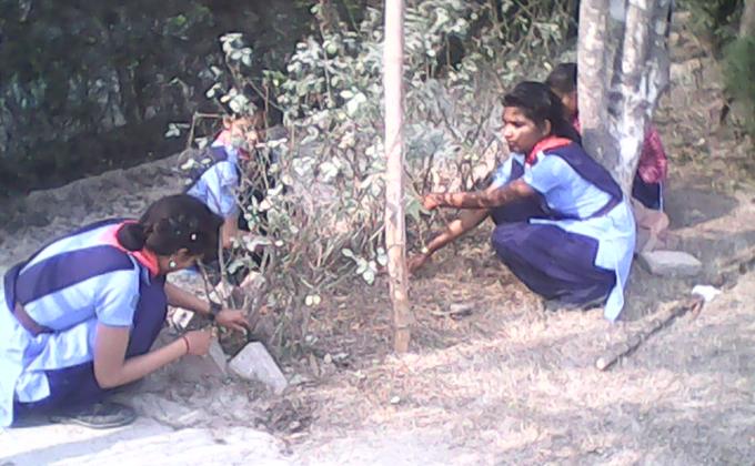 Tree plantation