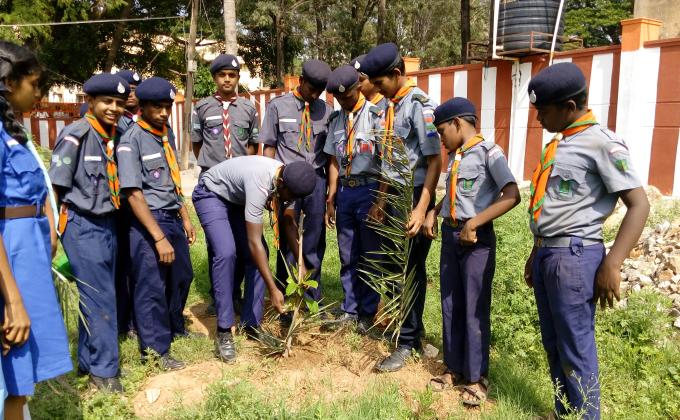 Tree plantation