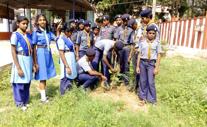 Tree plantation
