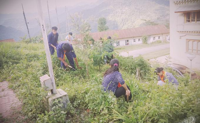 Adoption of Saplings 