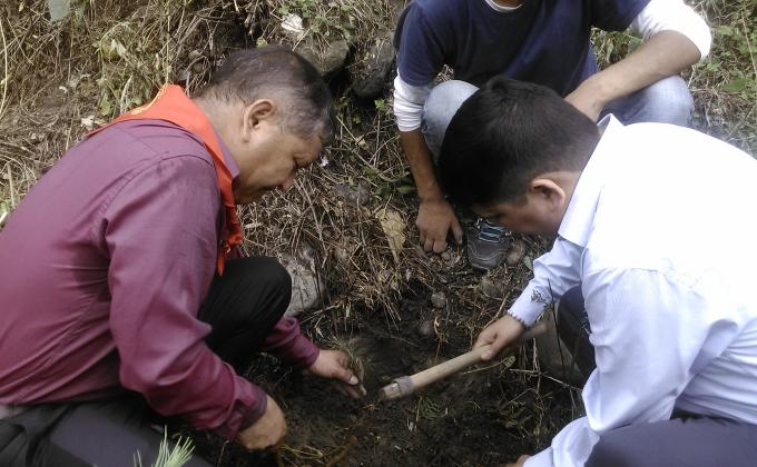 Tree plantation