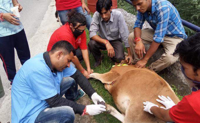 Save animals