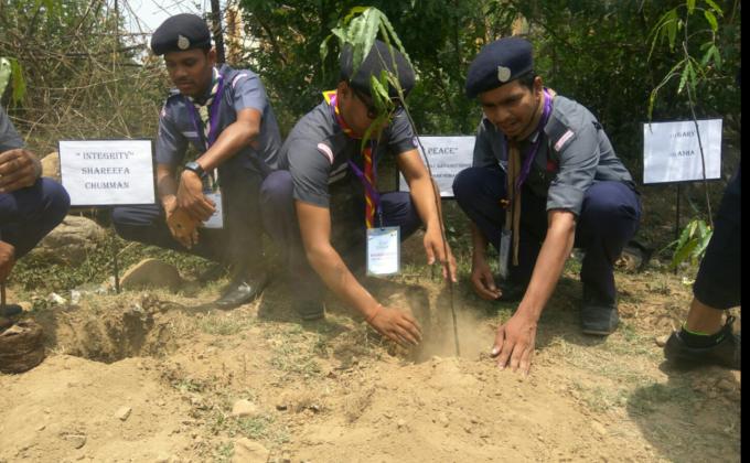 Tree plantation