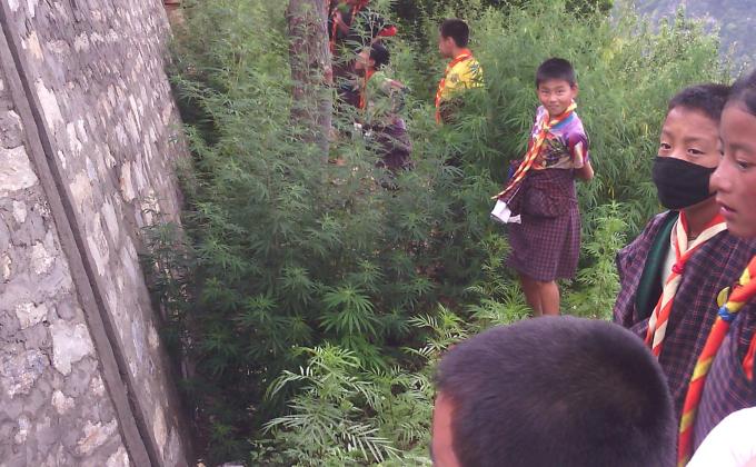 uprooting of Marijuana plants