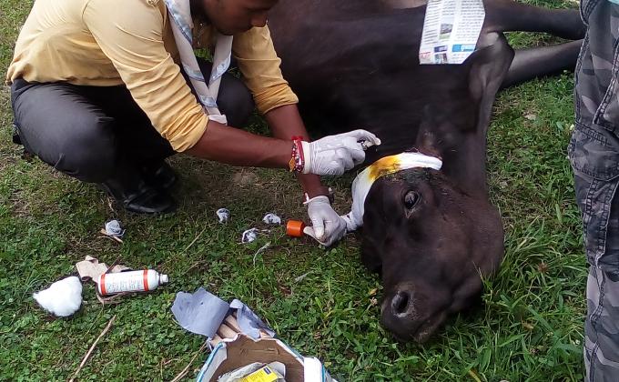 Save Animals